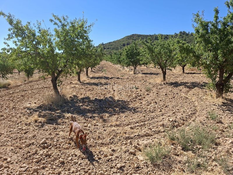 Foto d30b844c-fe51-4d2e-8870-0338e335605f. Finca rústica a Maella