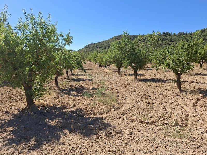 Foto f8e9bb80-f77a-47b4-a430-c8f600e99f07. Finca rústica a Maella