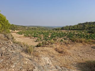Rural plot in N/a. Viña de secano + caseta 20m2. 14.968m2. nonaspe. 14.000€