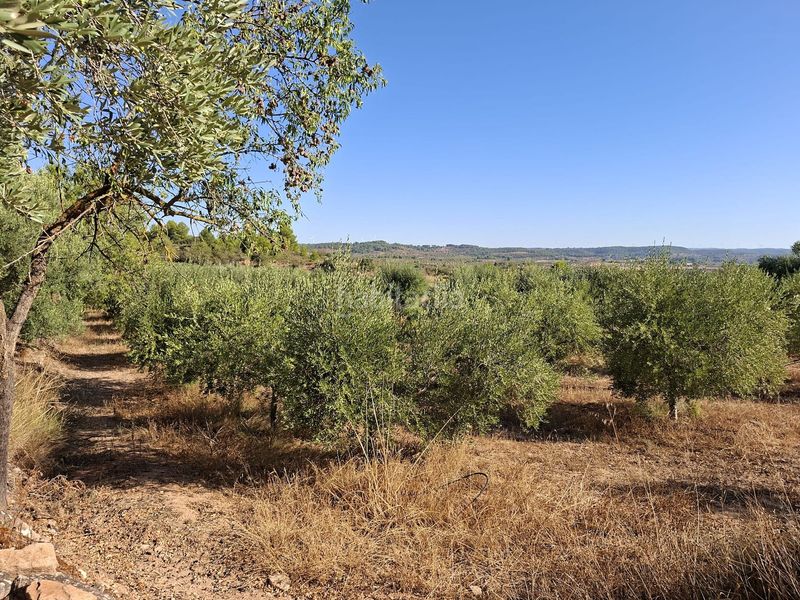 Foto 322f2e71-ee71-439a-88a4-457c4c404176. Finca rústica a Gandesa