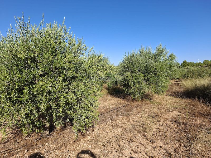 Foto 873bd185-33b9-4354-9fbe-39fc7ef61243. Finca rústica a Gandesa