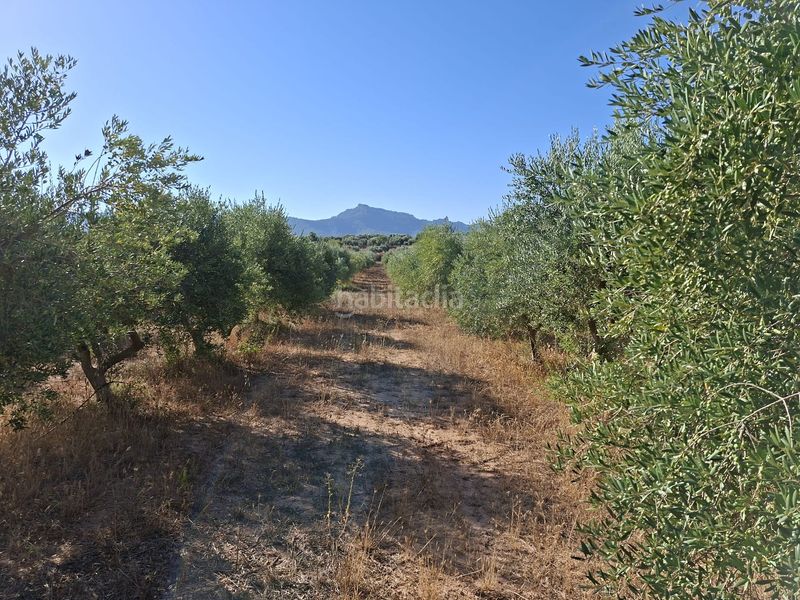 Foto f1352a4c-1622-44e3-aeaa-6b3db5e2631c. Finca rústica a Gandesa