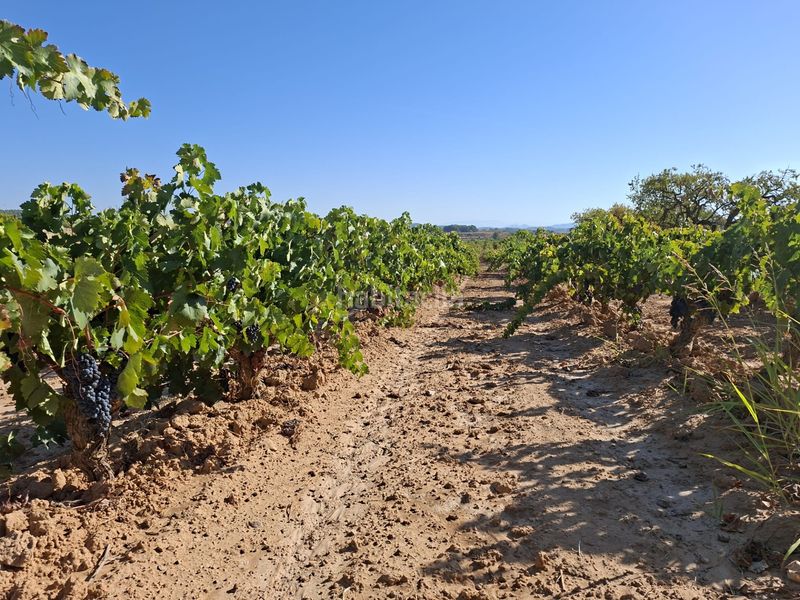Foto 50335eef-6ccd-4bc5-a1eb-94ab44824160. Finca rústica a Gandesa