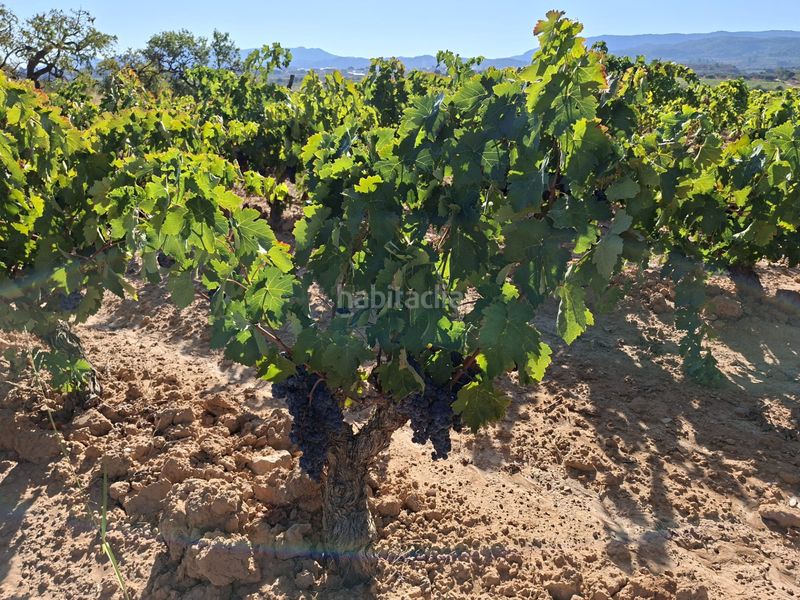 Foto 53597813-9897-4566-9582-95b7cacb5f41. Finca rústica a Gandesa