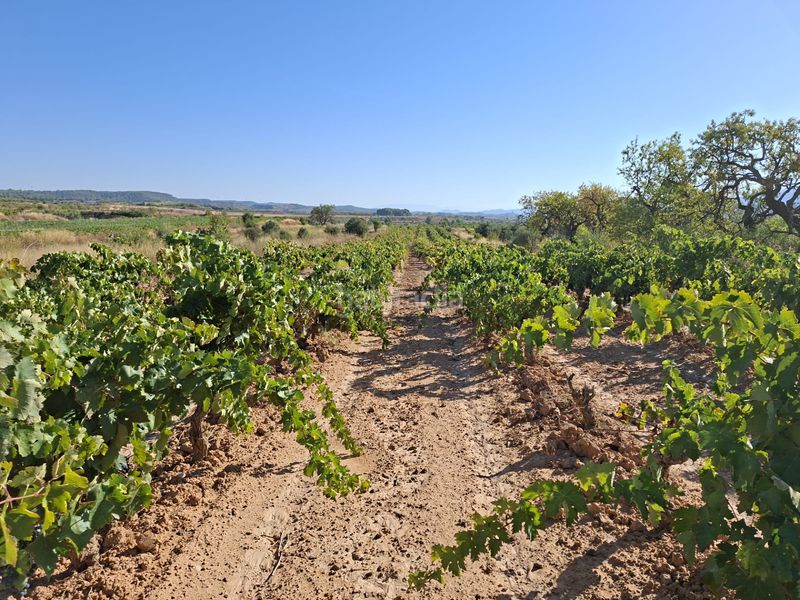 Foto 87712272-ebf7-496e-b769-61538a7cb8f0. Finca rústica a Gandesa