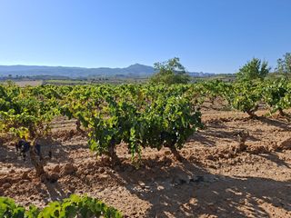 Finca rústica  Avinguda d'aragó 37. Viñedo de 4.421m2 en gandesa. 10.000€