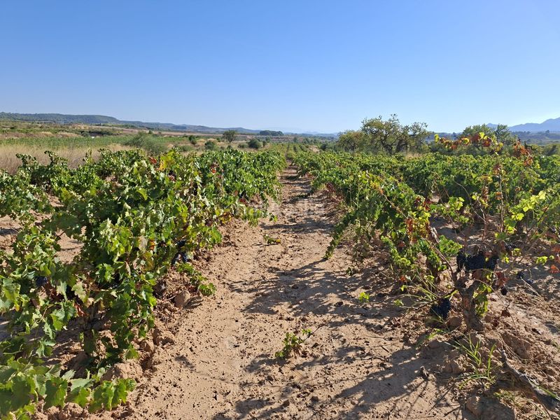 Foto bb914f7a-590c-456d-8999-b0ad7ee4e0ce. Finca rústica a Gandesa