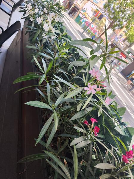 Foto 40561cea-ccbc-4e75-afa3-7eb5f01fba1a. Traspàs local comercial a carrer creu coberta 17 a Barcelona