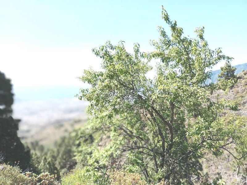 Foto 54895d17-4782-417b-8669-38c404bbfb79. Xalet amb aparcament a Arafo