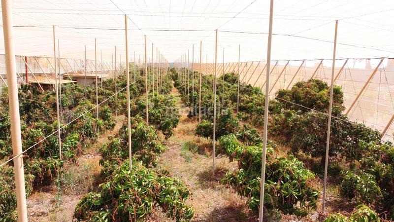 Foto 4af8b5b1-e5cc-4766-ad83-55299ca89009. Finca rústica en Centro Güímar