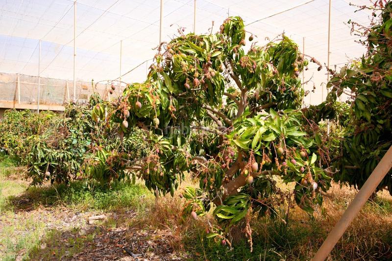 Foto 539a10e1-c5fd-4837-8567-1bc748024fda. Finca rústica en Centro Güímar
