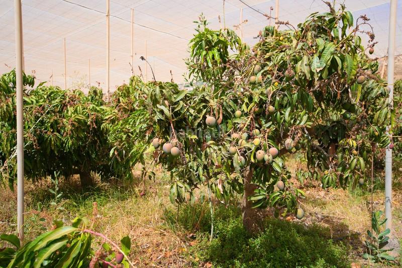 Foto 5bf8087b-77a5-4b43-a0e5-6e90aa7a97ff. Finca rústica en Centro Güímar
