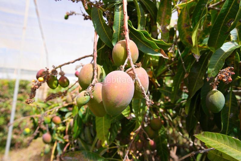 Foto a0c32d8b-6cda-4510-b709-11ea92a7887d. Finca rústica en Centro Güímar