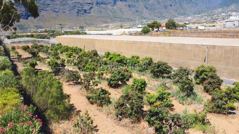 Foto ccef7c11-4ce1-488b-8256-7aab8e117961. Finca rústica en Centro Güímar