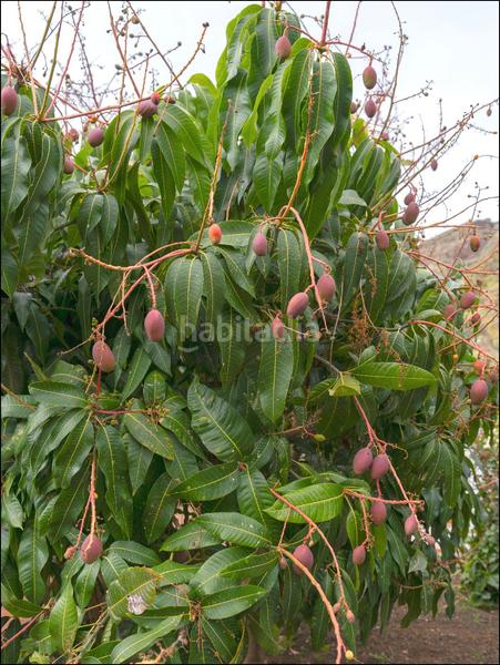 Foto bbf2863a-4cb9-4f12-9c3b-101dd4947ccd. Chalet mit parking in Las Cuevas - Los Gómez Orotava (La)