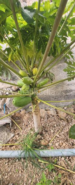 Foto e1c993b2-d620-441b-95a9-ba85524bdb21. Finca rústica a Arico