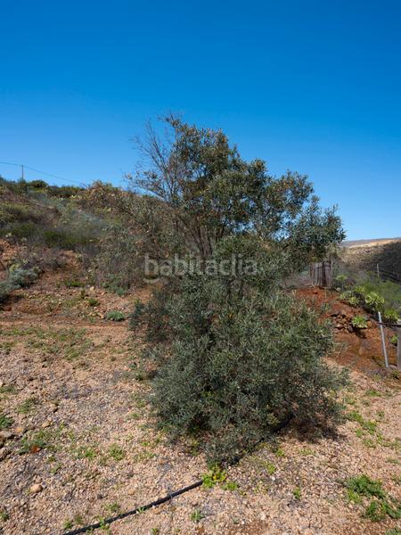 Foto 5204addf-ab68-4768-965b-7d5fd426f22f. Finca rústica en Fasnia