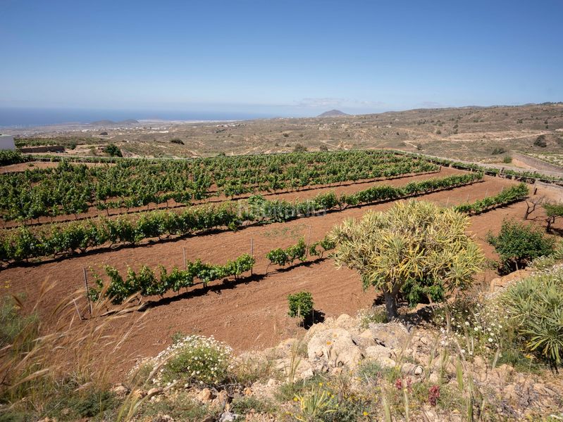 Foto 34117eb7-a711-47a9-884d-3c14b505abf6. Finca rústica a Arico