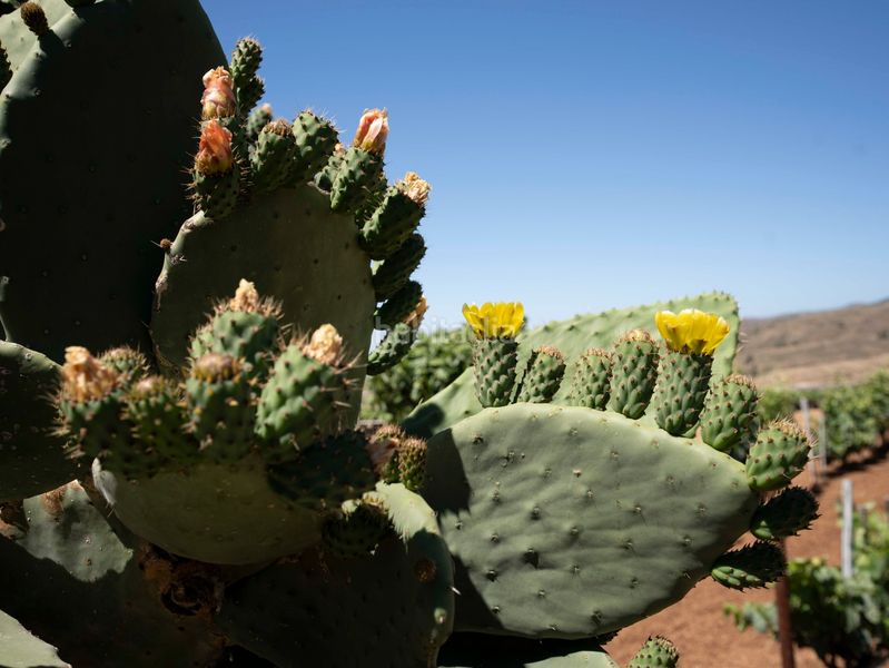 Foto 55281e34-1233-46ba-a236-bbc8d00f5893. Finca rústica a Arico