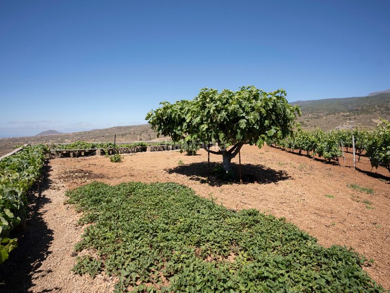 Foto 96646244-2500-4a3c-ac4e-84f32379d0e8. Finca rústica a Arico