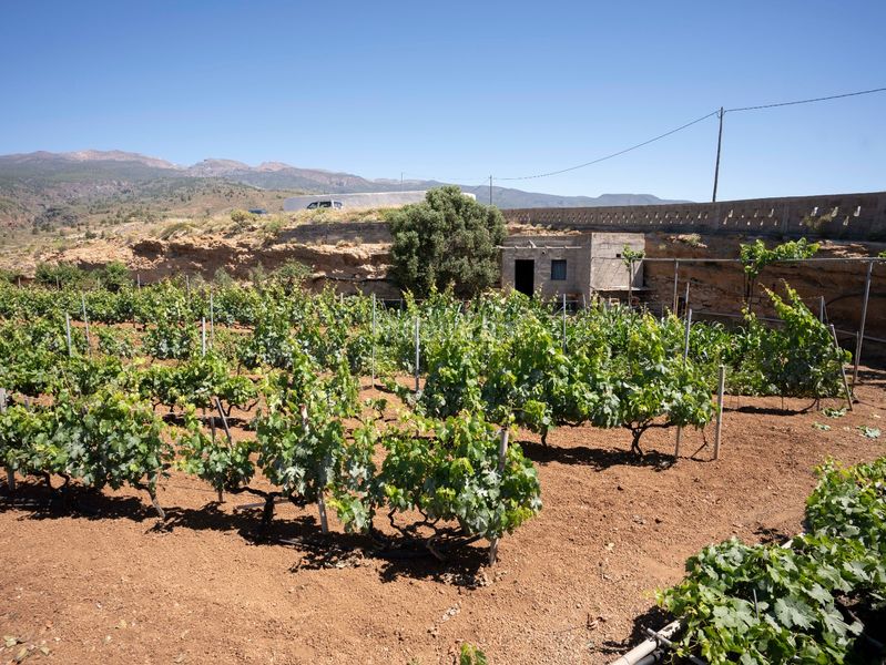 Foto ac8a5f07-78dc-4bd8-9a53-7a2073b110b7. Finca rústica a Arico