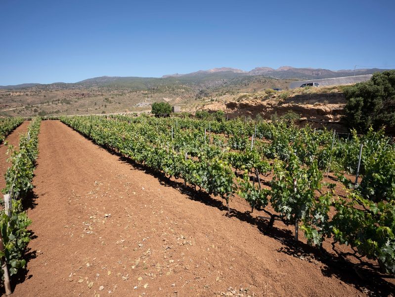 Foto c2d098c8-36de-4b58-adac-97a5d87da4d2. Finca rústica a Arico