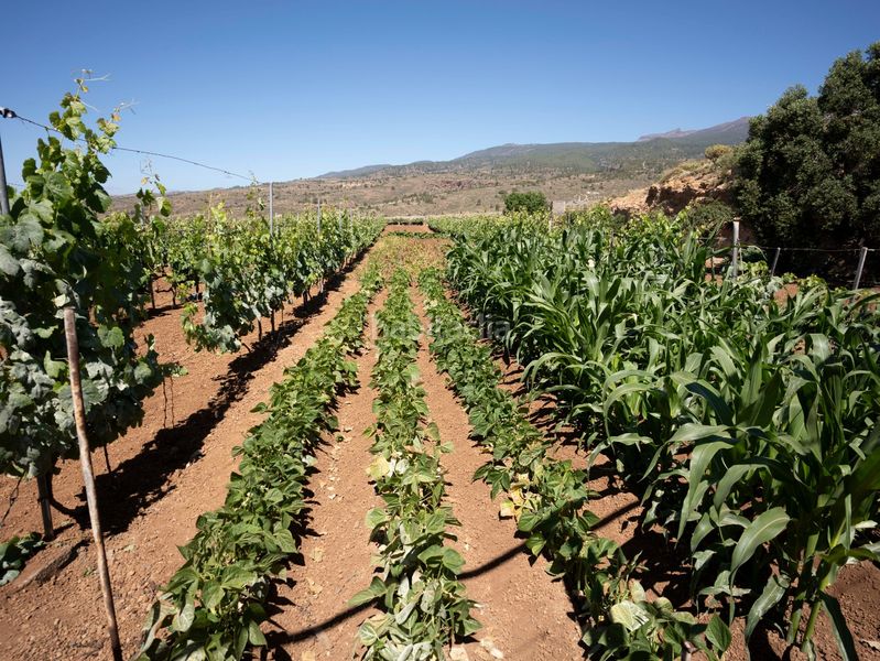 Foto d88b645b-69fe-47bc-8f30-ab65527f2a4f. Finca rústica a Arico