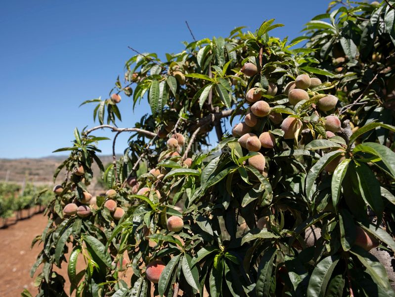 Foto fa2675f5-1f3c-4a25-b158-cad711483ae7. Finca rústica a Arico