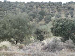 Finca rústica a Azuaga. Parcela rustica de encinado