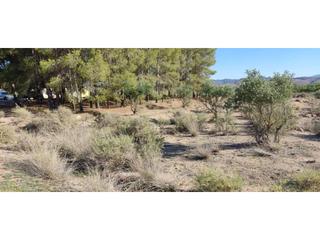 Finca rústica a Hellín. Terreno en venta en isso