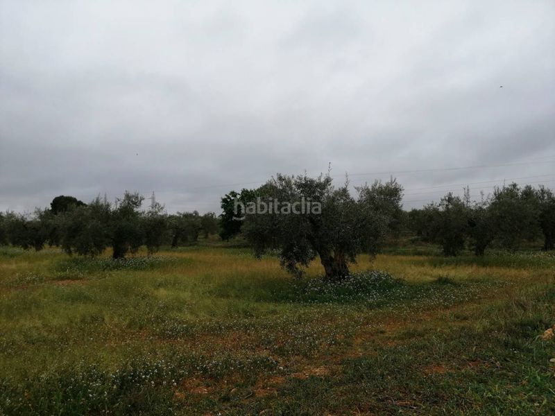 Foto a3811928-cc74-437b-8412-3e3067bb3027. Finca rústica a Hellín