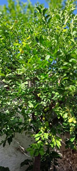 Foto 54931c06-dbb9-4efd-a731-6aa3acdc904c. Maison dans Alburquerque