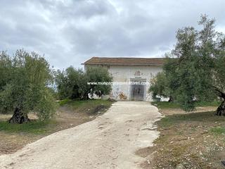 Residential Plot in Jauja. Finca de olivar en la zona de la barragana, en la carretera de j