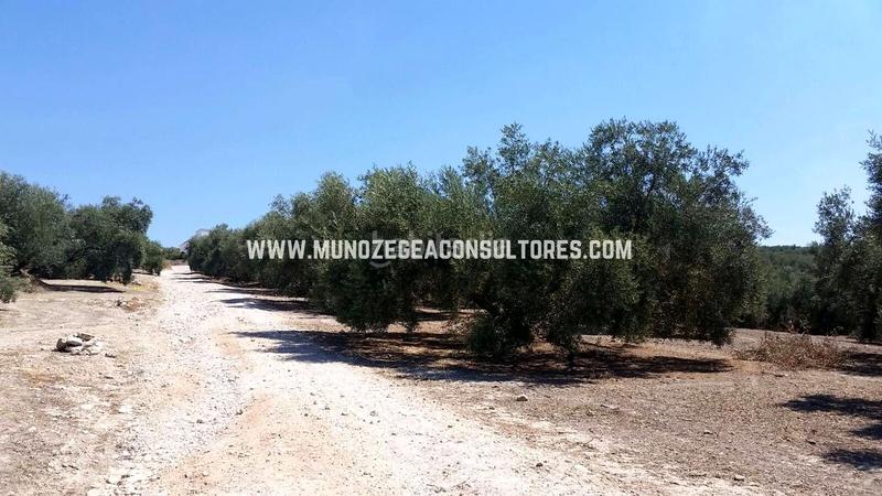 Foto 53547388-fb18-4660-a28c-b0a023396714. Finca rústica en Jauja Lucena