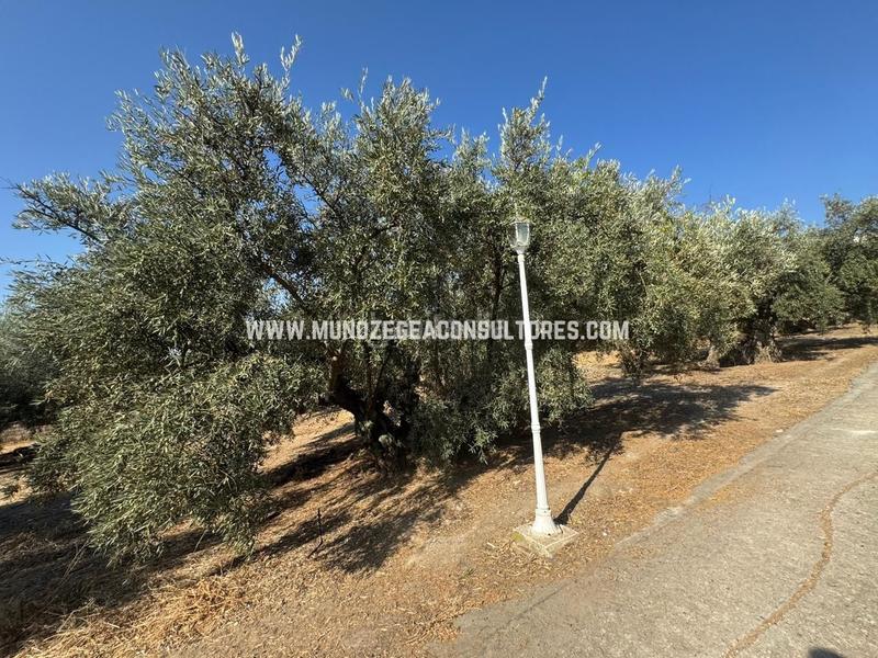 Foto 02fa8af3-48f9-4107-b222-643c3f07ec28. Mas dans Poleares Lucena