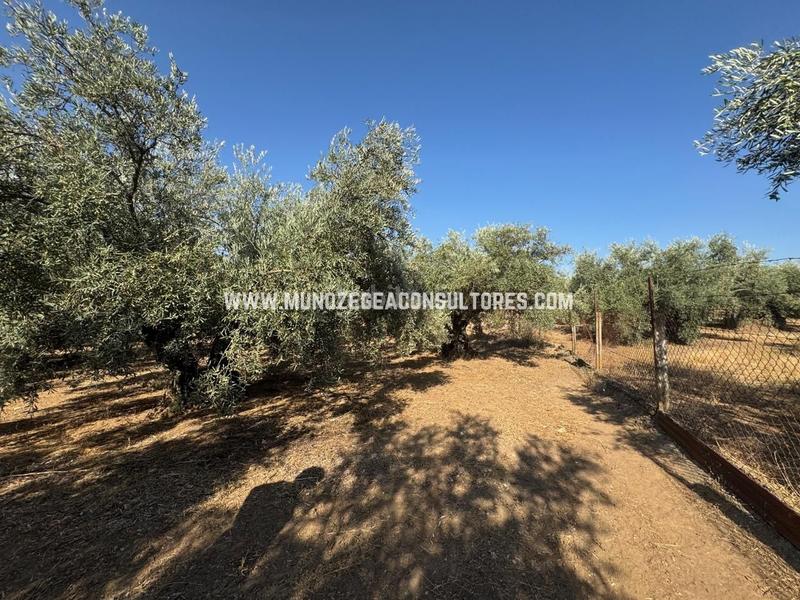 Foto 2ae7bf61-f32d-4053-93dc-62ef2eefcbe0. Mas dans Poleares Lucena