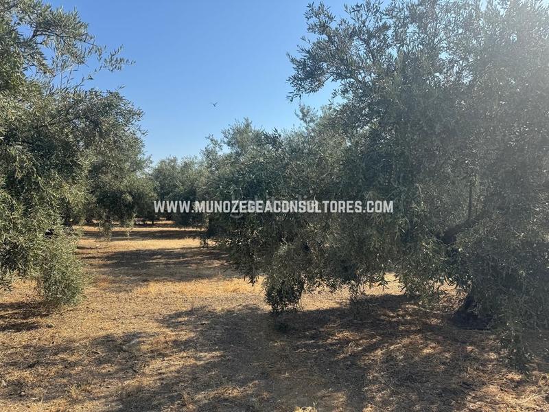 Foto 5bf53492-b42d-407a-aeec-5a6d02ca8255. Mas dans Poleares Lucena