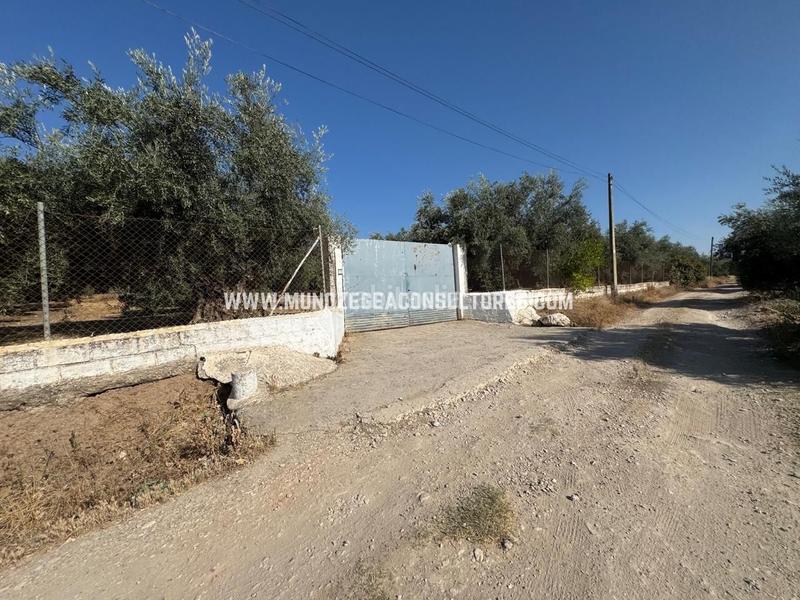 Foto 5c8fb54c-a919-4703-b311-0b47c9d73073. Mas dans Poleares Lucena