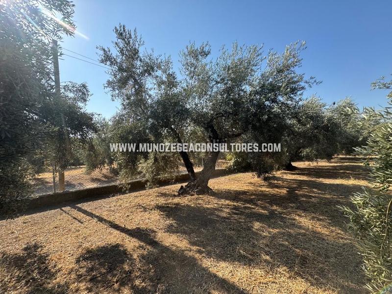 Foto 8db85b29-f5a9-4306-af03-91baec7db914. Mas dans Poleares Lucena