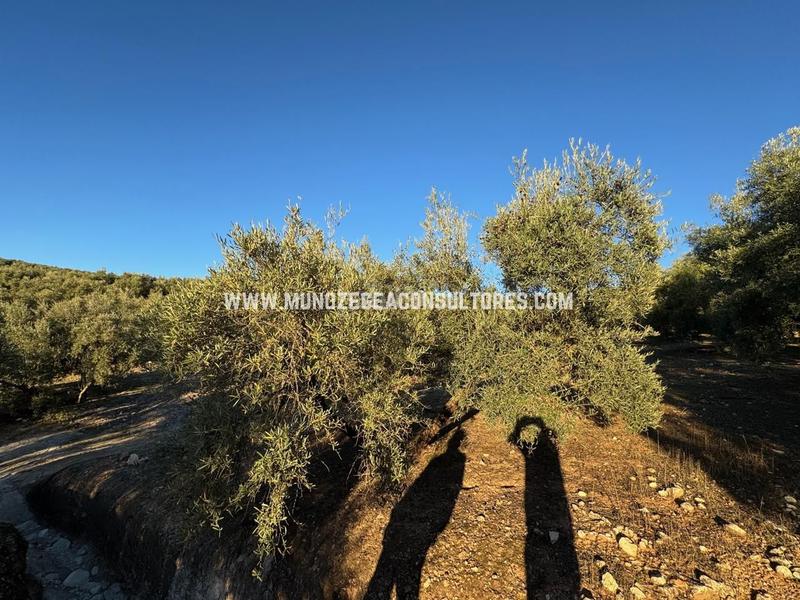 Foto 0e702a4a-f5ad-4e25-b698-3dca0babb4fe. Landgut in Navas del Selpillar Lucena