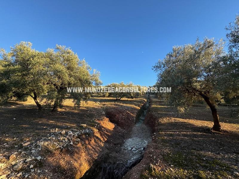 Foto fe46a054-99b1-477a-b32c-bf532e4fdd8f. Landgut in Navas del Selpillar Lucena