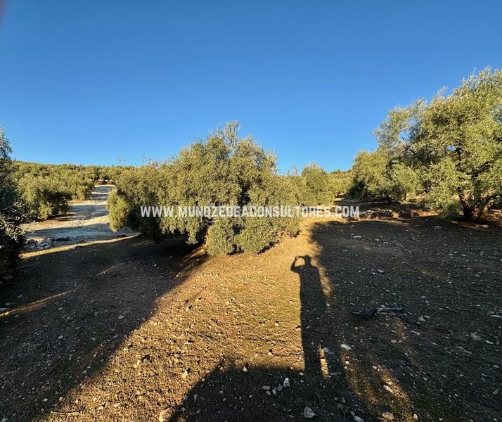 Foto 87d2a1a2-98f2-4d07-bad3-b384d9337022. Rural plot in Navas del Selpillar Lucena