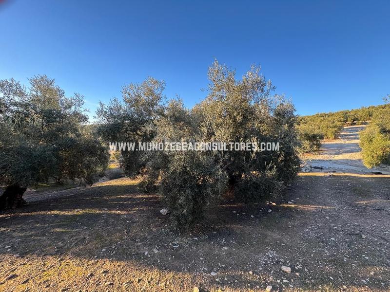 Foto 98556522-774a-4294-8cfd-862ab18b8dc5. Rural plot in Navas del Selpillar Lucena