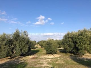 Rural plot  Cp-205