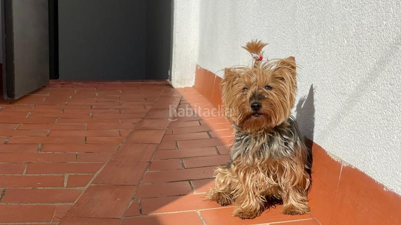 Foto 54a9ccc3-0111-4159-a0f4-19ac4ed70103. Haus mit heizung parking in casco histórico - ribera - san basilio Córdoba