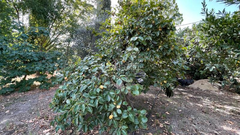 Foto 6c16aac9-03d1-4e91-9903-94d40ea7bef6. Haus mit heizung parking pool in Carcabuey