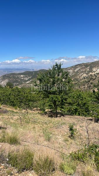 Foto 0880c285-8455-4c3f-8eef-32475415e755. Finca rústica magnífica finca frutal ubicada en valle de lecrín (granada) en Nigüelas