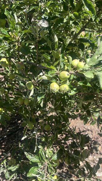 Foto 1212ef77-b98b-4ff2-8d27-3e635b86fef0. Finca rústica magnífica finca frutal ubicada en valle de lecrín (granada) en Nigüelas