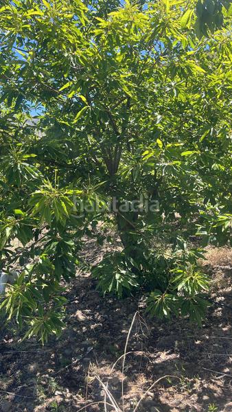 Foto 14cb2aa0-1974-43ab-9974-33038d1405cd. Finca rústica magnífica finca frutal ubicada en valle de lecrín (granada) en Nigüelas