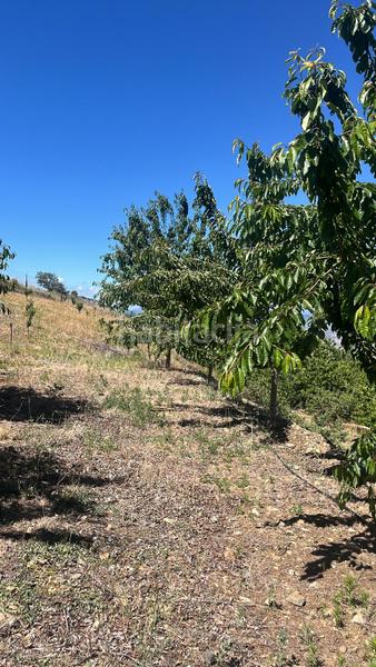 Foto 1b0132de-b293-4c11-830a-f4a25ed1686c. Finca rústica magnífica finca frutal ubicada en valle de lecrín (granada) en Nigüelas